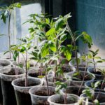 Tips for Creating a Sustainable Home Garden Year-Round