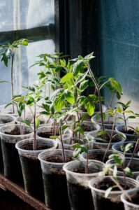 Tips for Creating a Sustainable Home Garden Year-Round
