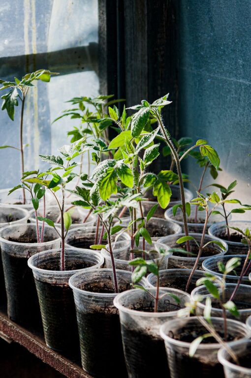 Tips for Creating a Sustainable Home Garden Year-Round